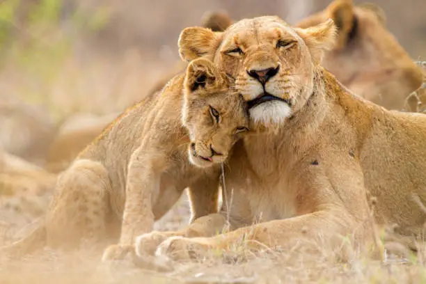 Photo of Cute lion family