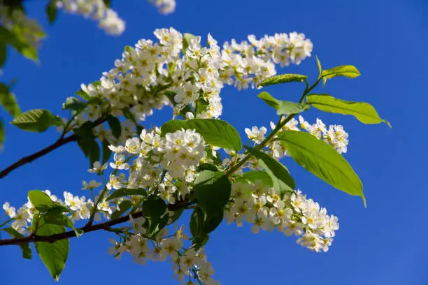 young white flowers of bird cherry on a background of green foliage and blue sky on a bright sunny spring day. close-up