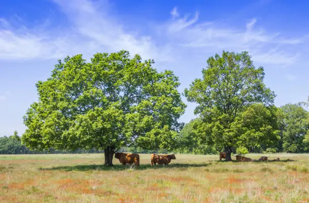 Highland cows un der trees on the heather fields of Hijkerveld, Netherlands