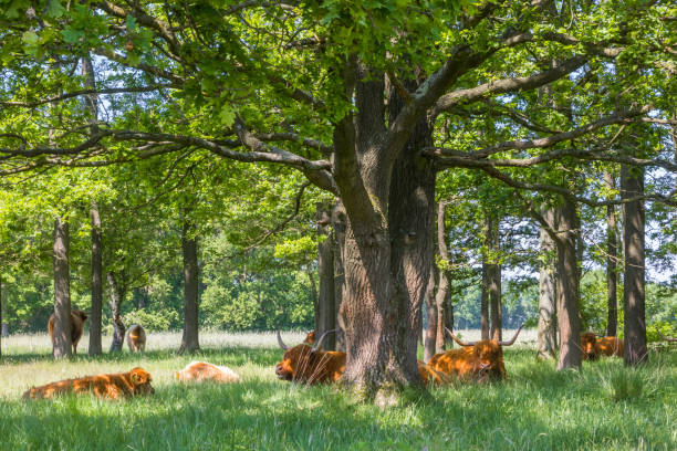 istock highland cows looking for shade under trees in nature area Hijkerveld 1324487153