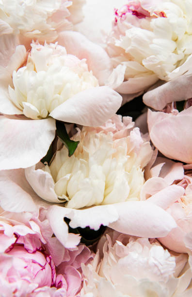istock Peony flowers as a natural background 1324487283