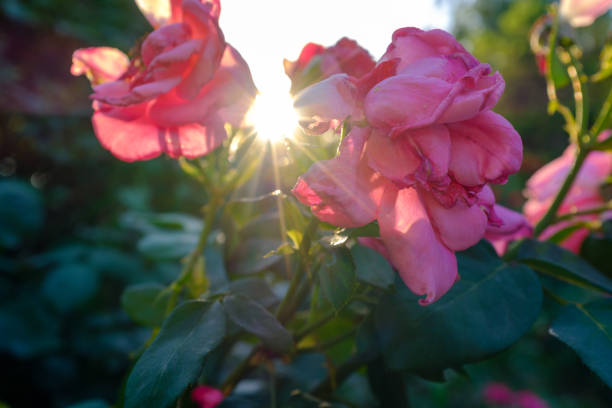 istock Sunbeam over rose in summer day 1324487388