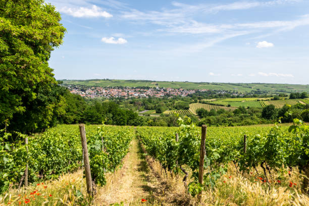 istock Ingelheim, Rhein, Germany during summertime 1324487999
