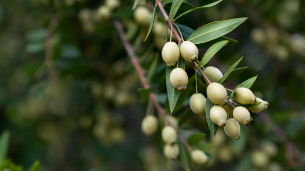 zweig von myrtus communis mit seiner fruchtmyrte - myrtus stock-fotos und bilder