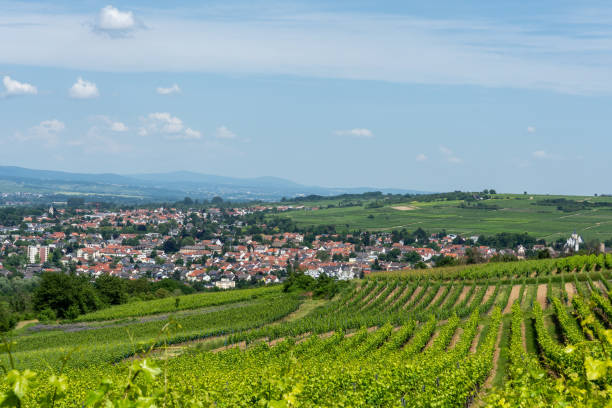 istock Ingelheim, Rhein, Germany during summertime 1324489159