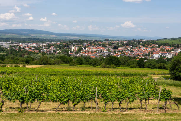 istock Ingelheim, Rhein, Germany during summertime 1324489166