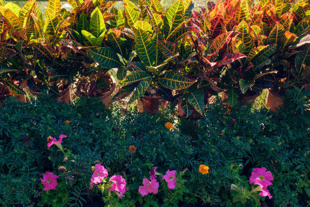 istock Colorful plants leaves against sunlight 1324489717