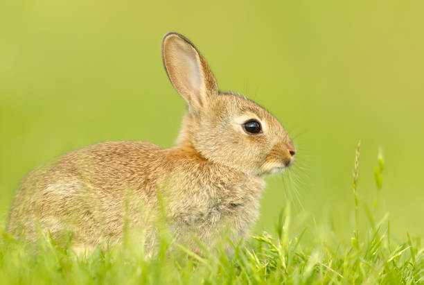 istock Close up of a cute little rabbit sitting in grass 1324491921