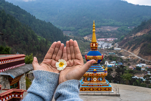 girl holding white flower with buddhist stupa background at morning image is taken at dirang monastery arunachal pradesh india.