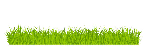 緑の芝生フィールドボーダーフラットスタイルデザインのベクターイラストは、白い背景に分離。 - 草原点のイラスト素材／クリップアート素材／マンガ素材／アイコン素材