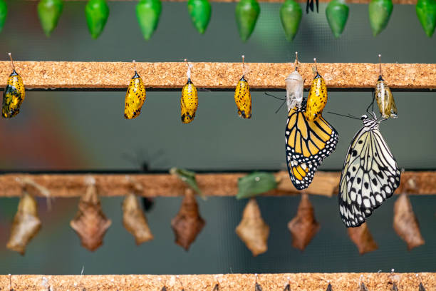 istock Butterflies emerging from colourful cocoons 1324494584