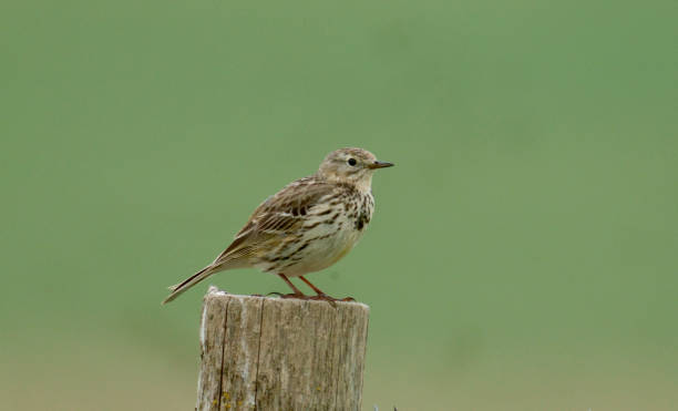 istock Meadow pipit, Anthus pratensis 1324495766