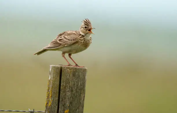 Skylark, Alauda arvensis, single bird on post, Wiltshire, June 2021