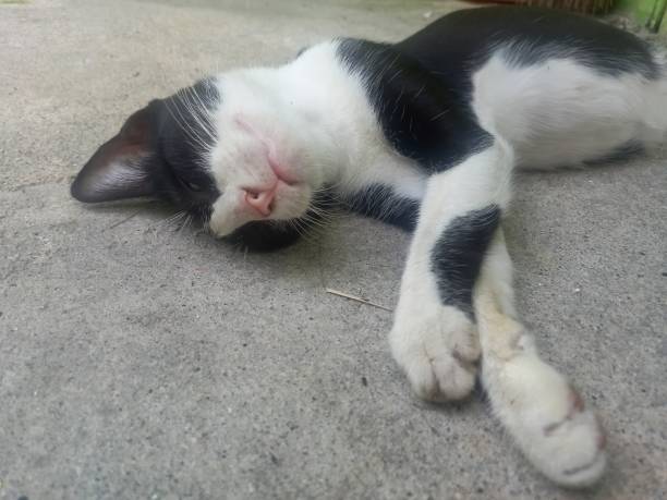 istock cute looking cat is sleeping soundly in the yard 1324497110