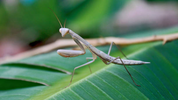 istock A praying mantis on top of a green plant 1324498968