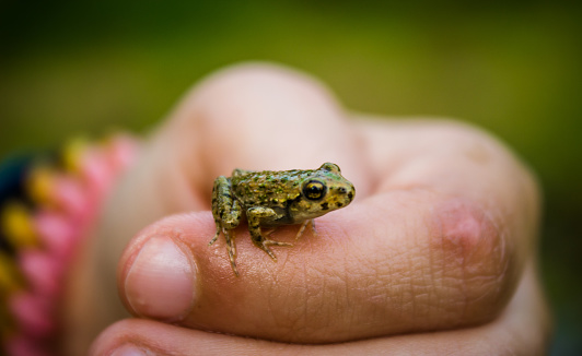 Child's hand holding a baby frog in her hand and fingers