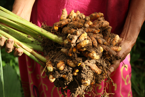 turmeric plants harvested in the garden