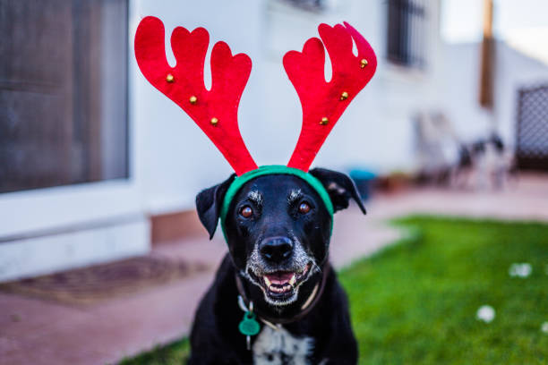 Dog sitting wearing Christmas accessories on his head