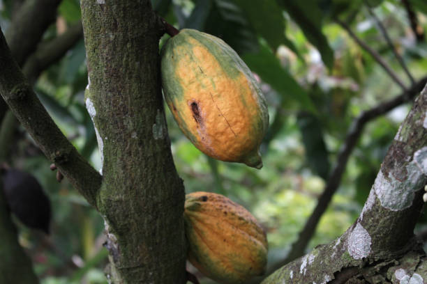 istock Chocolate in the garden ready for harvest 1324501083