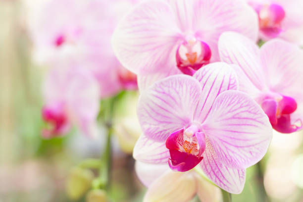 istock Pink orchid flowers bloomming 1324501179