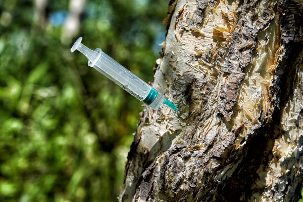 Used disposable syringe is stuck into a tree