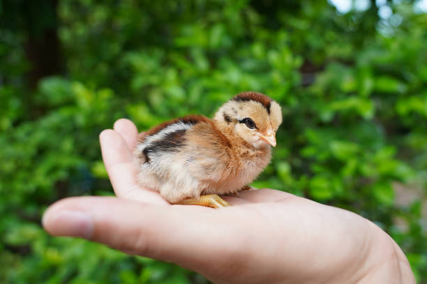 gelbe neugeborene niedliche kleine küken in denhänden mann bauer natürlichen grünen hintergrund. tierfreundlich. kümmern sie sich um kleine tiere. naturschutz - animal young bird baby chicken chicken stock-fotos und bilder