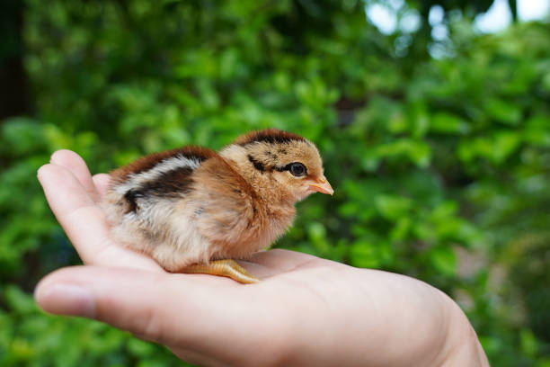 gelbe neugeborene niedliche kleine küken in denhänden mann bauer natürlichen grünen hintergrund. tierfreundlich. kümmern sie sich um kleine tiere. naturschutz - animal young bird baby chicken chicken stock-fotos und bilder