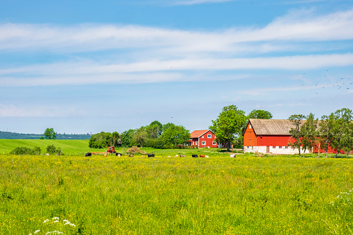 Falköping, Sweden - June 15, 2019: Idyllic farm with cattles on a flower meadow in the summer