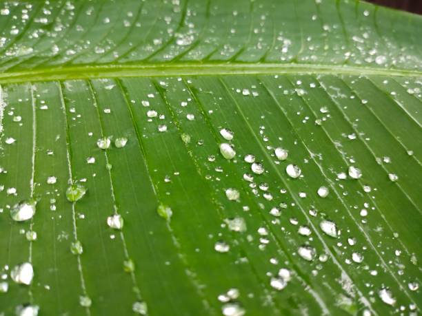 leaves and water - 30469 imagens e fotografias de stock