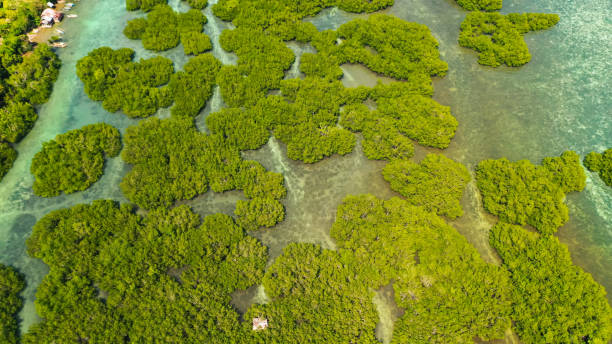 istock Green mangroves. Bohol, Philippines 1324503195