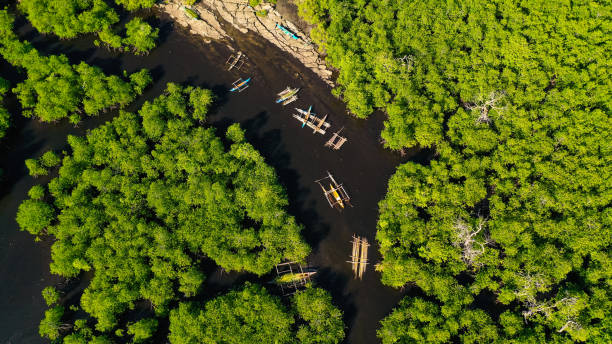 Green mangroves. Mindanao, Philippines stock photo