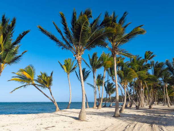 istock Tropical beach in Dominican Republic 1324504912