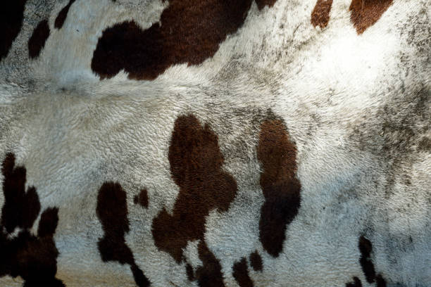istock Open-air cowhide used for building in primitive conditions. Shelter. Texture. 1324504949