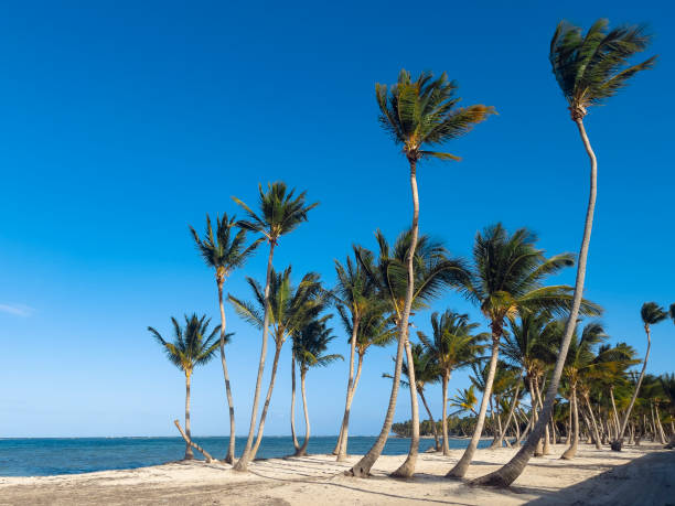 istock Tropical beach in Dominican Republic 1324504977