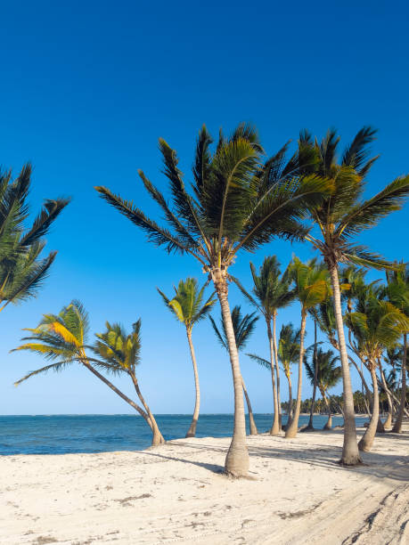 istock Tropical beach in Dominican Republic 1324505025