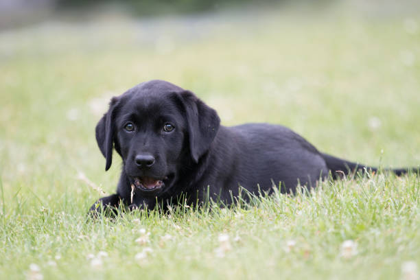 istock Labrador Puppy sitting in the grass 1324505279