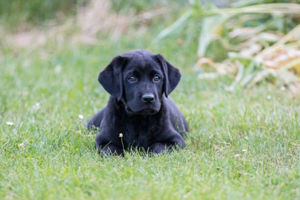 istock Labrador Puppy sitting in the grass 1324505284