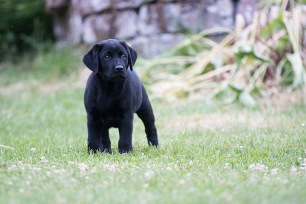 istock Labrador Puppy sitting in the grass 1324505285