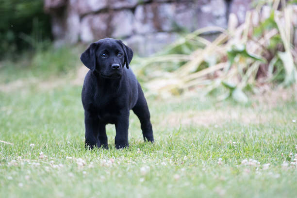 Labrador Puppy sitting in the grass Labrador Puppy sitting in the grass charcoal lab puppi stock pictures, royalty-free photos & images