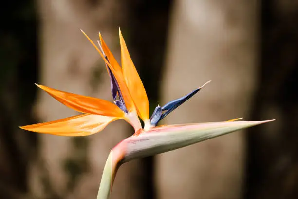 Photo of Bird of Paradise flower in full bloom