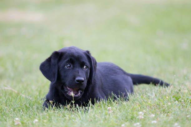 istock Labrador Puppy sitting in the grass 1324505389