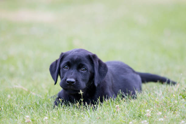 istock Labrador Puppy sitting in the grass 1324505391