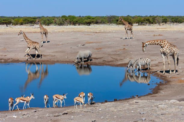 istock Etosha National Park - Namibia - Africa 1324505437