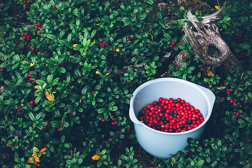 Lingonberry. Ripe and fresh lingonberries and blueberries in the bowl. Wild lingonberry in the forest.