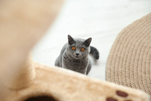 istock Cute cat sitting on floor at home 1324505981
