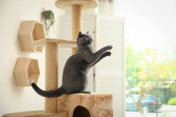 istock Cute pet on cat tree at home 1324506171