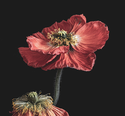 Floral fine art still life color macro of a a pair of fading dark red yellow silk poppy blossoms isolated on black background in surrealistic vintage painting style