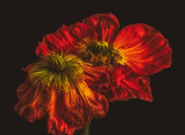 fleurs de pavot de soie jaune foncé décolorées isolées sur fond noir - vanitas photos et images de collection