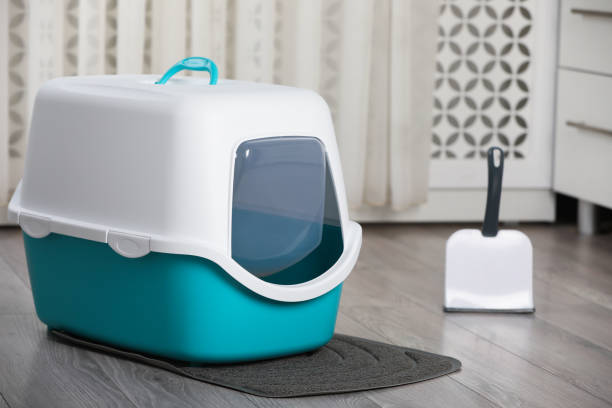 istock Cat litter box and scoop on floor in room 1324507136