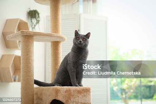 istock Cute pet on cat tree at home 1324507273